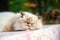 Cute brown Persian cat sleep on chair