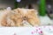 Cute brown Persian cat sleep on table