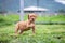 A cute brown pit bull, less than a month old, walks freely on the wide lawn in the dog farm. Prolific, stout puppies require a lot