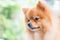 Cute brown pomeranian dog