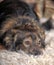 Cute brown pooch dog lying on fluffy carpet