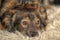 Cute brown pooch dog lying on fluffy carpet