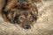 Cute brown pooch dog lying on fluffy carpet