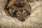 Cute brown pooch dog lying on fluffy carpet