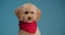 Cute brown poodle puppy posing in studio