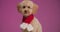 Cute brown poodle puppy posing in studio