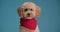 Cute brown poodle puppy posing in studio