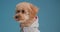 Cute brown poodle puppy posing in studio