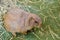 Cute brown Prairie Dog stay alone.