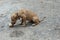 Cute brown puppy eats chicken