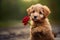 cute brown puppy holding red rose in paws outdoors with green background