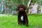 Cute brown puppy lagotto romagnolo sitting on the grass and lookicng at camera in summer. Space for text