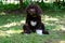 Cute brown puppy lagotto romagnolo sitting on the grass and lookicng at camera in summer. Space for text