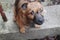 Cute brown puppy looking at camera and asking for food top view. Funny dog in backyard. Domestic dog portrait.