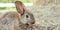 Cute brown rabbit bunny domestic pet on straw. Rabbit farm