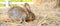 Cute brown rabbit bunny domestic pet on straw. Rabbit farm