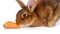 Cute brown rabbit eating carrot