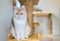 Cute brown scottish fold cat sitting on wood