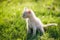 Cute brown Scottish kitten walking and playing on lawn in park in morning. Fresh and lovely. Scottish kitten mixed with Thai cat.