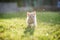 Cute brown Scottish kitten walking and playing on lawn in park in morning. Fresh and lovely. Scottish kitten mixed with Thai cat.