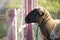 Cute brown sheep looking disinterested and bored into the distance through a chain link fence. Sad animals in captivity.