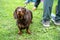 Cute brown short-haired dachshund plaintively looks up, standing close to owner feet on green lawn, on a leash. Adorable dog eyes.