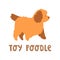 Cute brown small puppy toy poodle