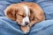 Cute Brown Spaniel Puppy Dog Sleeping On Denim Jeans Lap