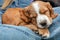 Cute Brown Spaniel Puppy Dog Sleeping On Denim Jeans Lap