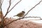 Cute brown sparrow bird between on a tree or bushes next to the beach in ibiza