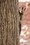 Cute Brown Squirrel Climbing on the Tree Bark