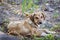 Cute brown stray dog