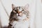 Cute brown striped curious cat portrait horizontal