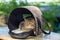 A cute brown tabby cat sits exotically in a bag in a park on a summer day. Persian kitten in a carrier for travel