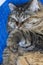 Cute brown tabby mackerel female siberian cat in sleeping time