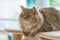 Cute brown tabby persian cat