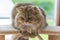 Cute brown tabby persian cat