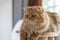 Cute brown tabby persian cat