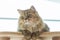 Cute brown tabby persian cat