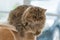 Cute brown tabby persian cat