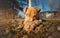 Cute Brown Terrier puppy