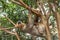 Cute brown-throated sloth crawling on a tree