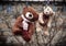 Cute brown wet teddy bears hanging on a clothesline and drying