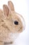 Cute brown-white baby rabbit,
