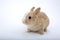 Cute brown-white bunny, isolat