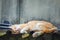 Cute brown and white color cat sleeping on the old roof