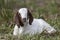 Cute brown and white goat laying in grass