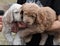 Cute brown and white labradoodle puppies