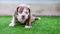 A cute brown and white pit bull, less than 1-month-old, walks on artificial grass on a dog farm. Prolific chubby puppies need lots