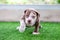 A cute brown and white pit bull, less than 1-month-old, walks on artificial grass on a dog farm. Prolific chubby puppies need lots